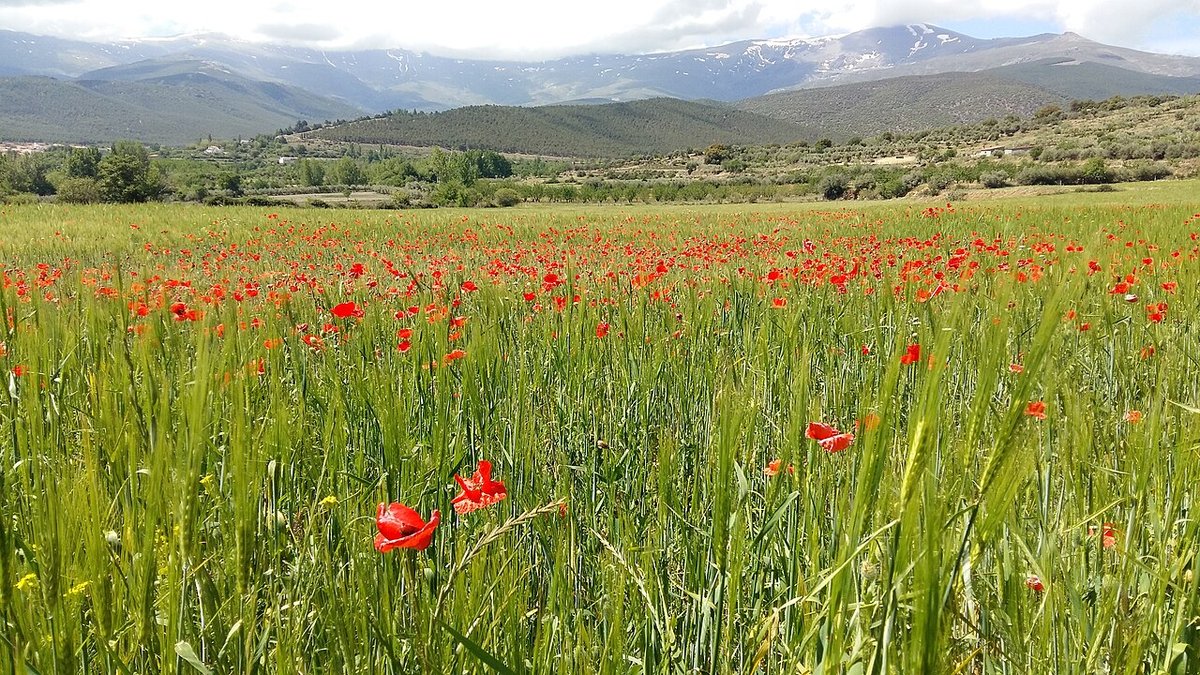 Jerez del Marquesado
