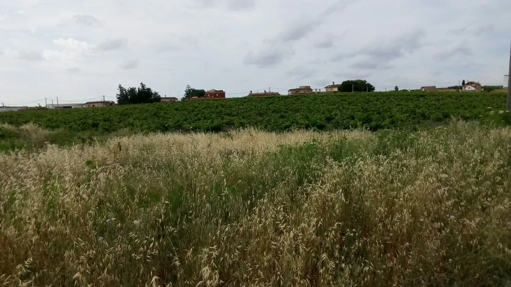 Sanlúcar de Barrameda