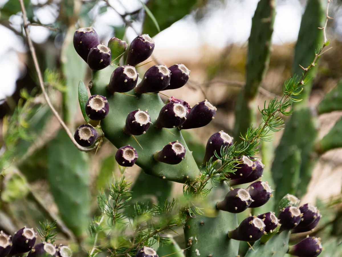 Opuntia cactus